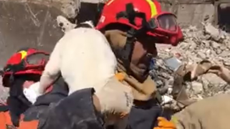 Τουρκία: Δυο σκυλάκια ανασύρθηκαν ζωντανά πάνω από 200 ώρες μετά τον σεισμό